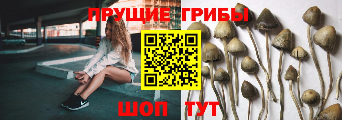Псилоцибиновые грибы GOLDEN TEACHER Михайловка
